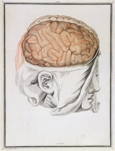 El cerebro, de 